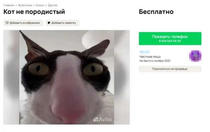 Упоролись и даже не стесняются этого: всё о котах на Авито