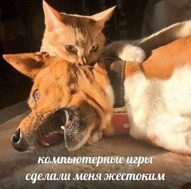 Лучшие шутки и мемы - 0.05.2023