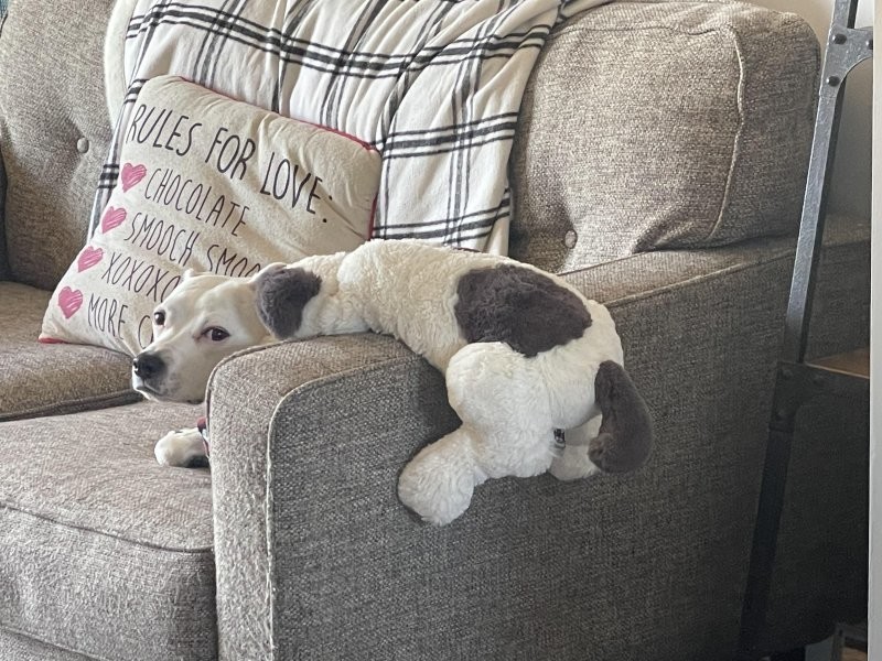 7. Игрушка или настоящий пёс 7. Игрушка или настоящий пёс