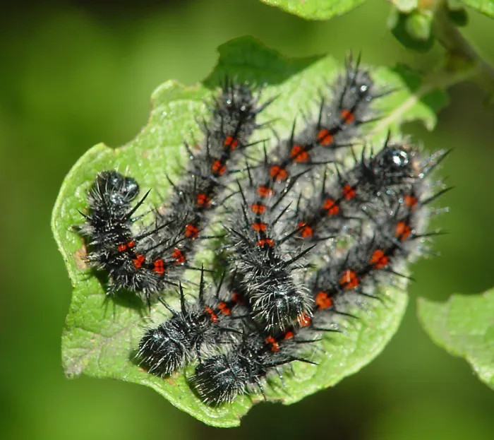 Траурница: Пьёт алкоголь, ест отходы, не боится хищников, но живёт дольше всех остальных бабочек. Вот ведь парадокс!