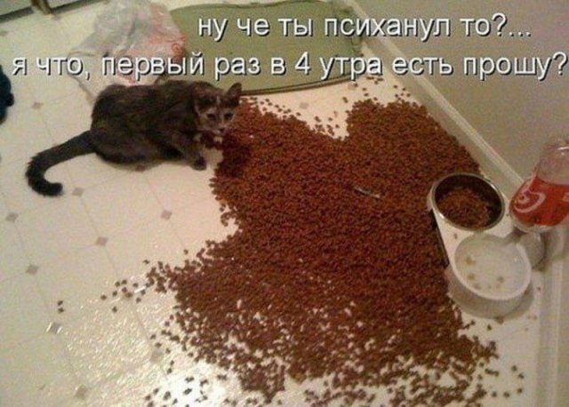 Лучшие шутки и мемы - 21.09.2023