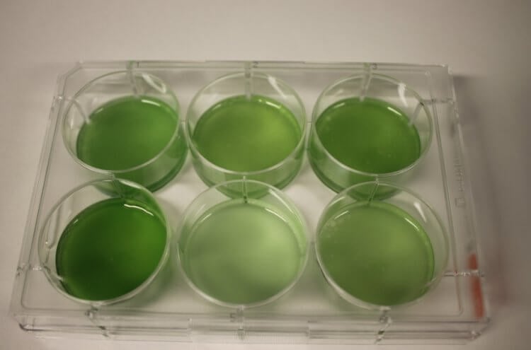 Как бактерии превращают свет в энергию. Исследование показало, что выработка электричества не влияет на биологические функции бактерий. Источник: protocols.io. Как бактерии превращают свет в энергию. Исследование показало, что выработка электричества не влияет на биологические функции бактерий. Источник: protocols.io. Фото.