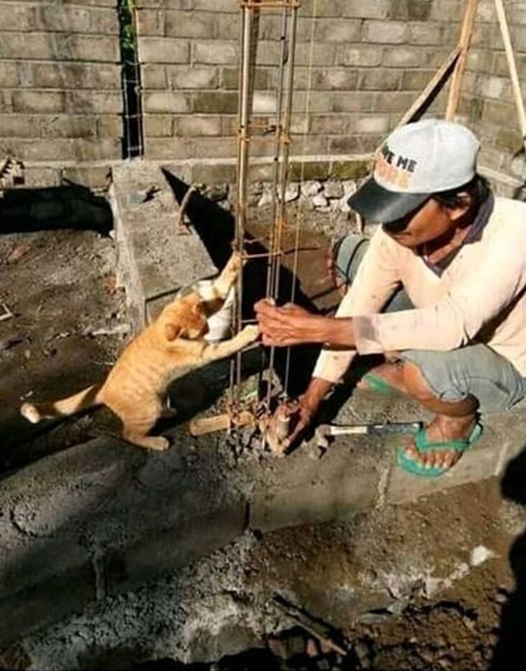 17. Мягкие, но сильные лапки