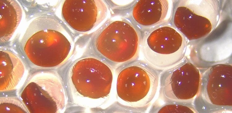 Когда самовосстанавливающееся полотно появится на дорогах? Капсулы со спорами для изготовления самовосстанавливающегося асфальта. Источник: iflscience.com. Фото.