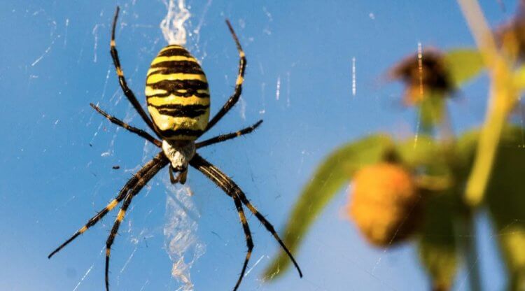 Паук-оса — где он живет и как выглядит. Паук-оса сильно выделяется, поэтому контакта с ним можно избежать. Источник изображения: glavagronom.ru. Паук-оса — где он живет и как выглядит. Паук-оса сильно выделяется, поэтому контакта с ним можно избежать. Источник изображения: glavagronom.ru. Фото.