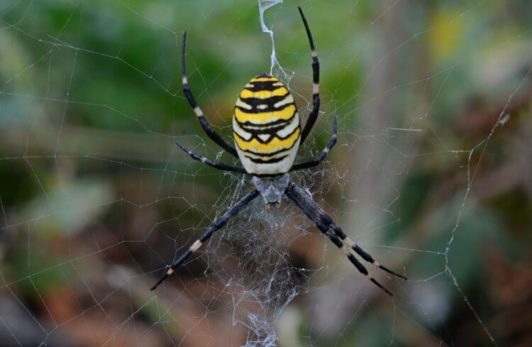 Паук-оса — где он живет и как выглядит. Несмотря на потенциальную опасность, пауки-осы боятся людей. Источник изображения: Live Science. Паук-оса — где он живет и как выглядит. Несмотря на потенциальную опасность, пауки-осы боятся людей. Источник изображения: Live Science. Фото.