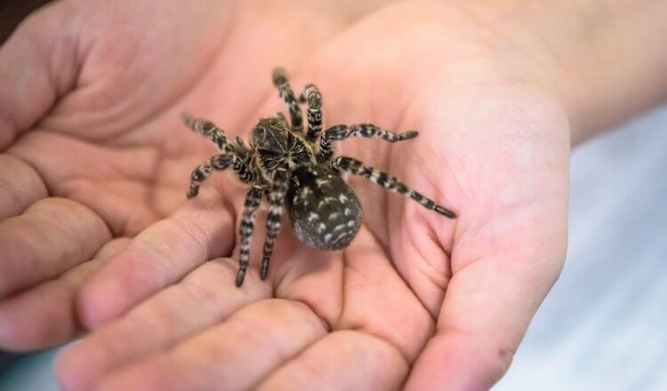 Южнорусский тарантул — самый большой паук в России. Южнорусский тарантул. Источник изображения: dzen.ru. Южнорусский тарантул — самый большой паук в России. Южнорусский тарантул. Источник изображения: dzen.ru. Фото.