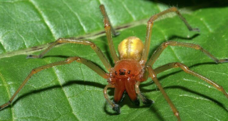 Паук-бродяга — насколько опасен его укус. Паук-бродяга. Источник изображения: dzen.ru. Паук-бродяга — насколько опасен его укус. Паук-бродяга. Источник изображения: dzen.ru. Фото.