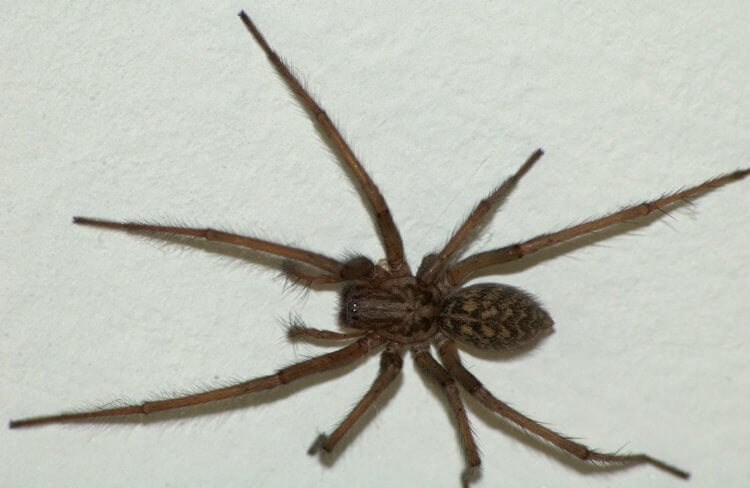 Домовый паук — частый гость наших квартир. Фотография домового паука. Источник: wikipedia.org. Домовый паук — частый гость наших квартир. Фотография домового паука. Источник: wikipedia.org. Фото.