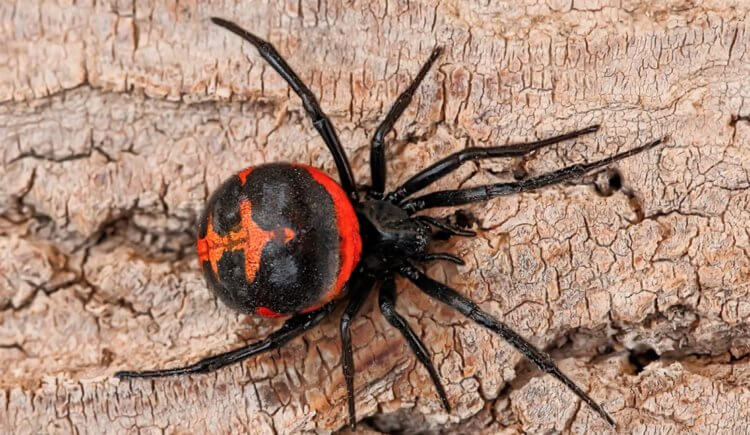 Черная вдова — самый ядовитый паук в России. Фотография черной вдовы. Источник: Live Science. Черная вдова — самый ядовитый паук в России. Фотография черной вдовы. Источник: Live Science. Фото.