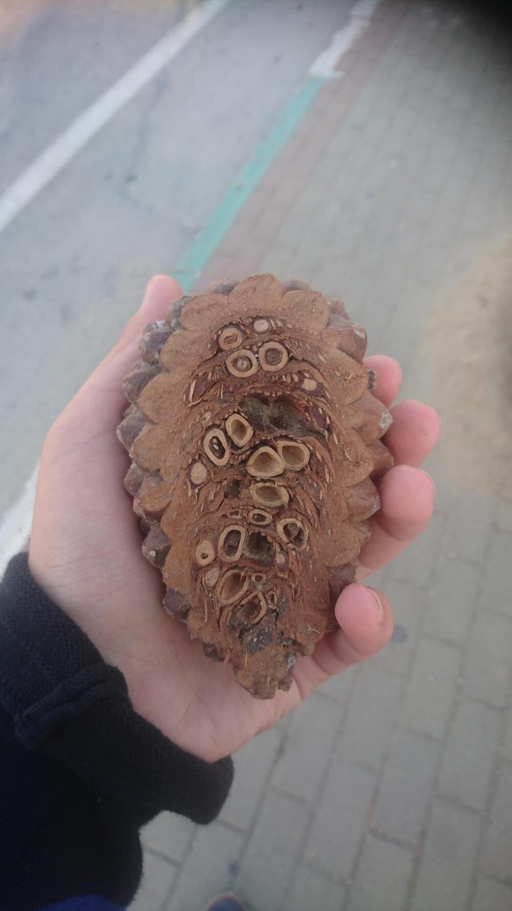 3. Кедровая шишка в разрезе