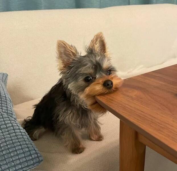 30 животных, перешедших в «режим гоблина»