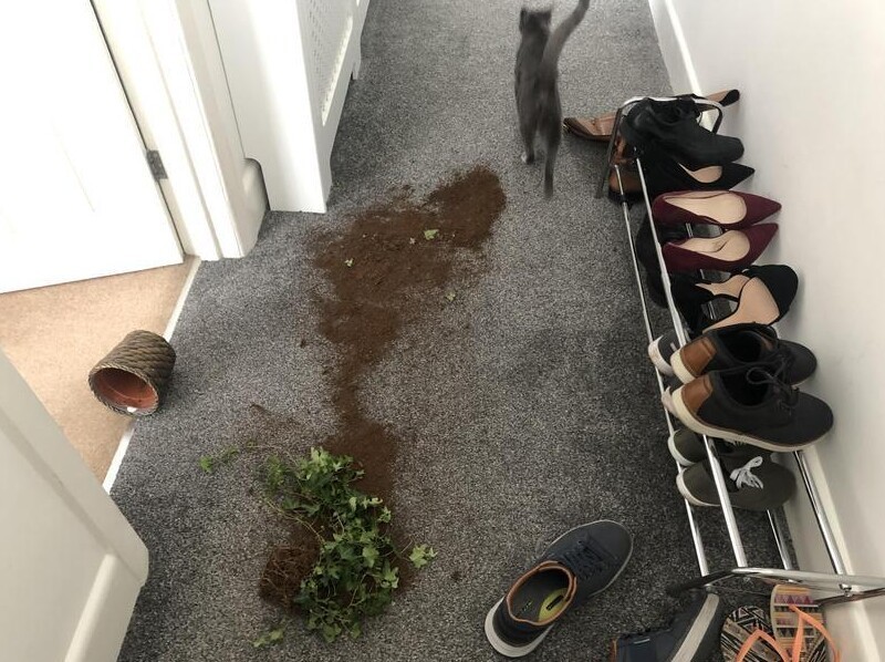 11. Летящая походка 11. Летящая походка