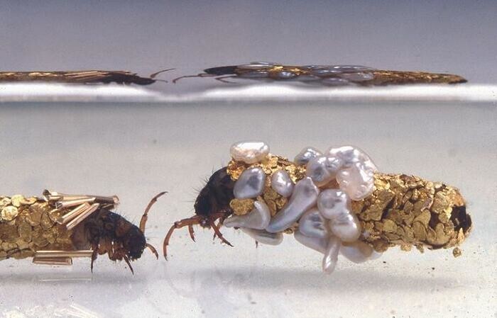 9. Личинки Trichoptera защищают свои развивающиеся тела, производя филированные оболочки с шелком и детритом, найденным на дне прудов