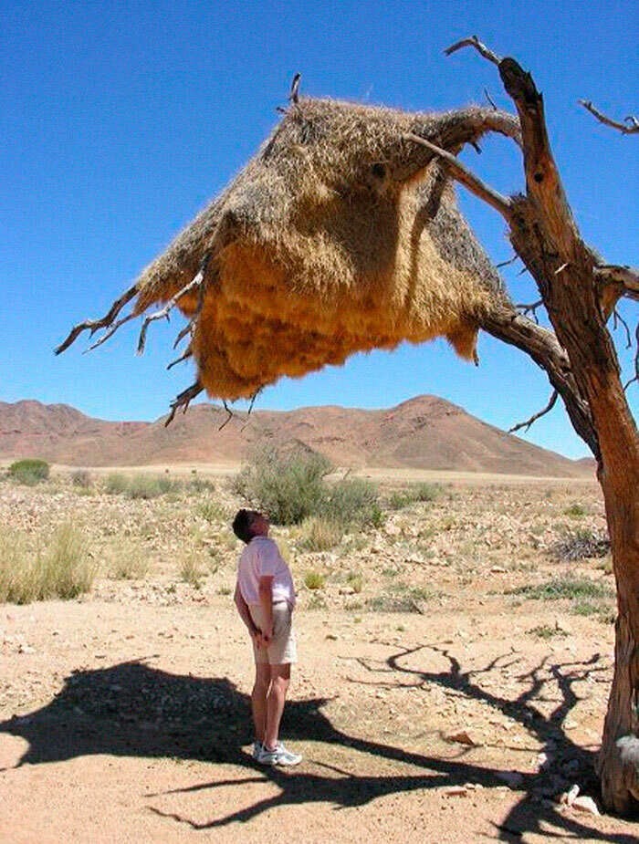 1. Птицы ткачи строят большие общественные гнезда