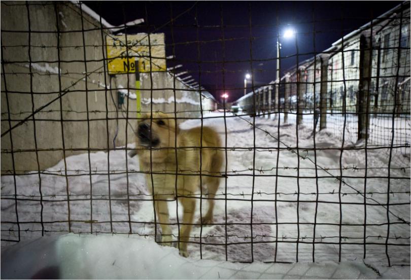 Чем страшен "дизель". Как устроен дисбат в российской армии