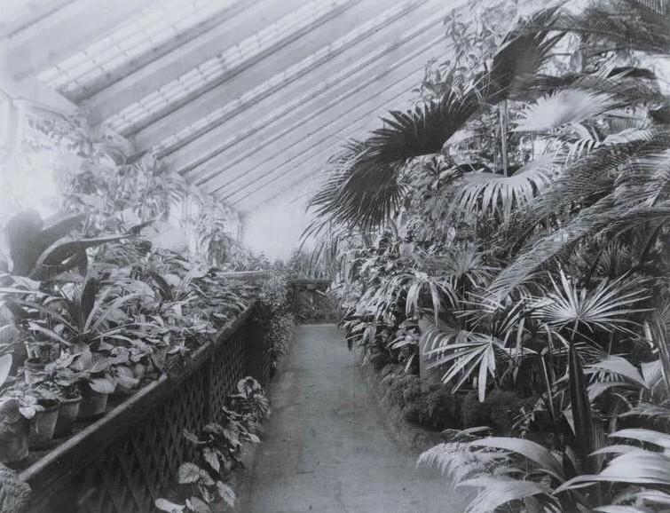 От королевской экзотики к столу работяг: как ананас стал «королем фруктов» и покорил мир