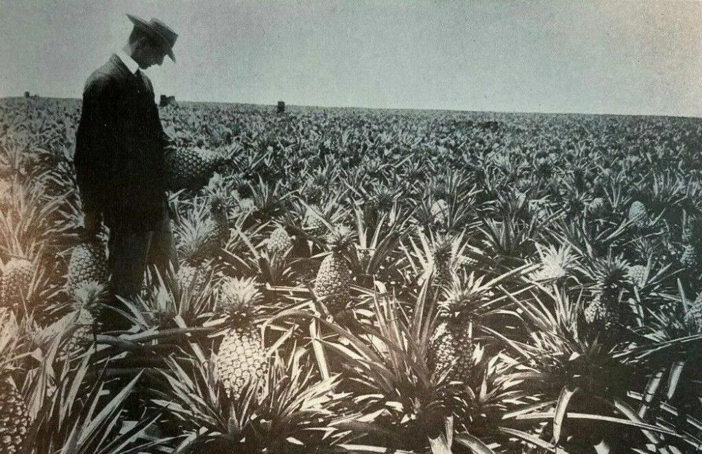 От королевской экзотики к столу работяг: как ананас стал «королем фруктов» и покорил мир