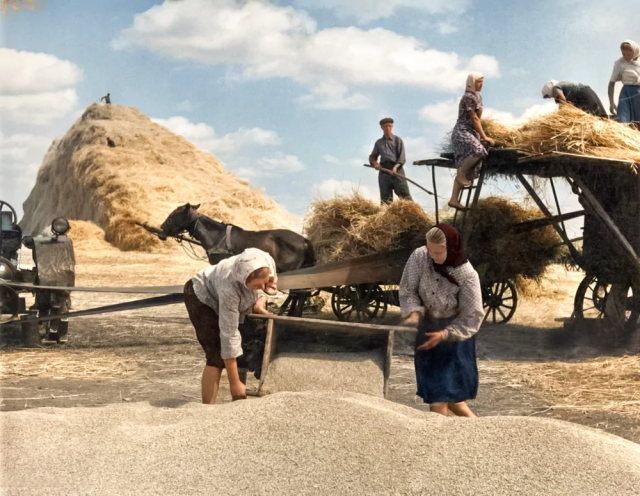 Уборка урожая в колхозе имени Чкалова близ села Трушки. Украинская ССР, 1957 год.