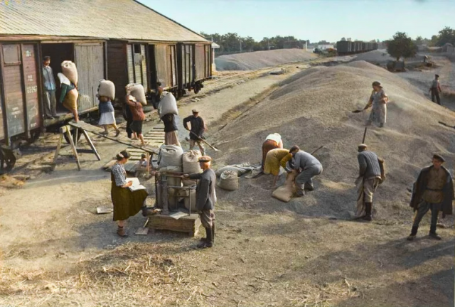 Погрузка зерна в вагоны. Краснодарский край, 1952 год.