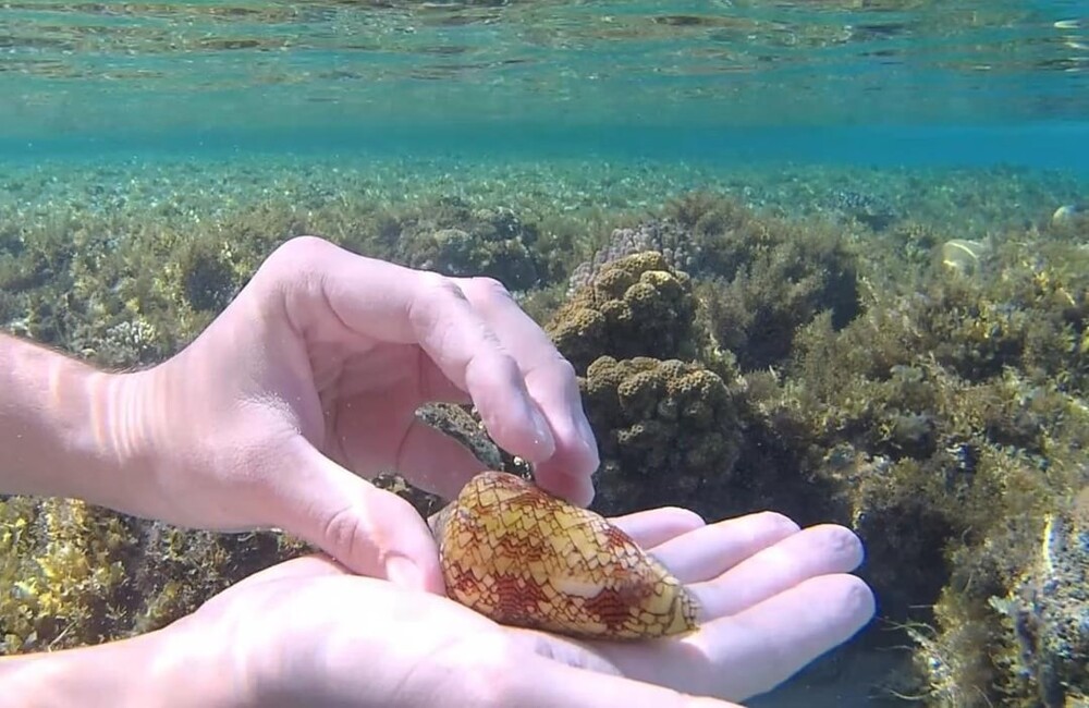 8. Повезло, что ещё жив. Конус текстильный в Красном море, Египет