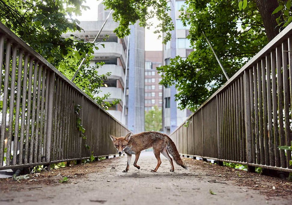 Победители British Wildlife Photography Awards 2025