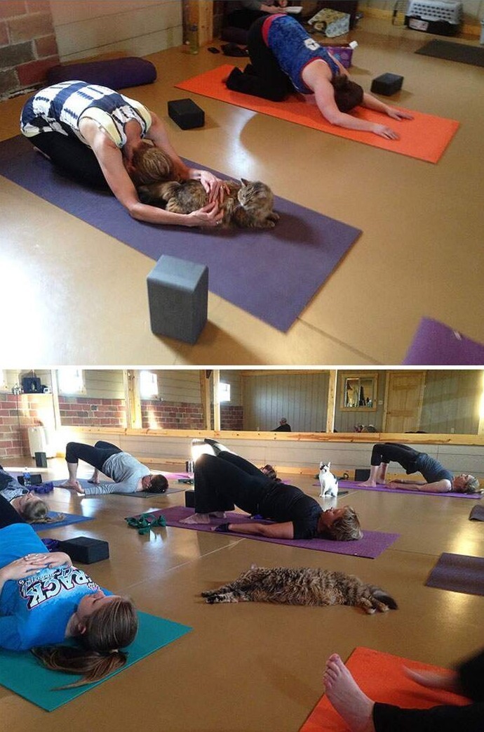 15. Школа йоги приглашает бездомных кошек на занятия йогой и помогает им найти дом 15. Школа йоги приглашает бездомных кошек на занятия йогой и помогает им найти дом