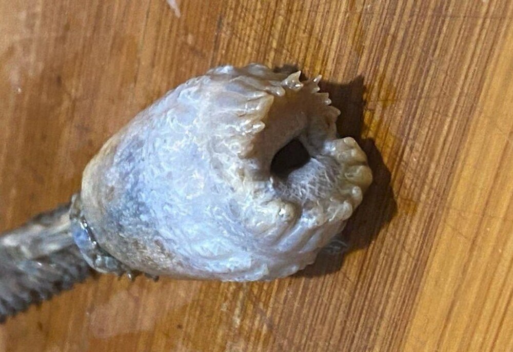 В Магадане рыбаки обнаружили в камбале неизвестное существо