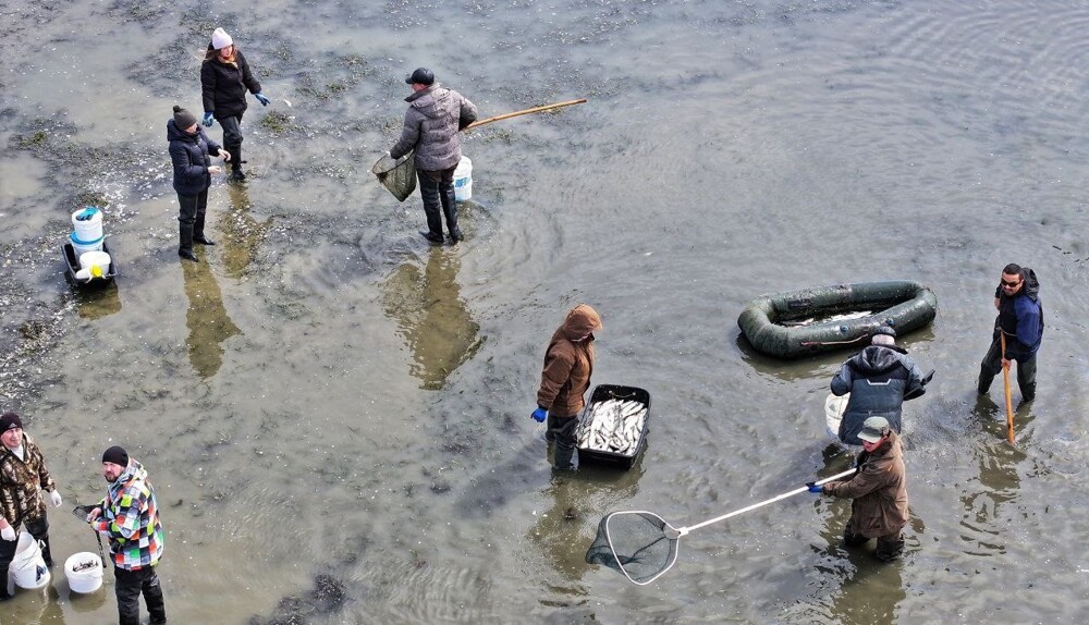В Магадане рыбаки обнаружили в камбале неизвестное существо