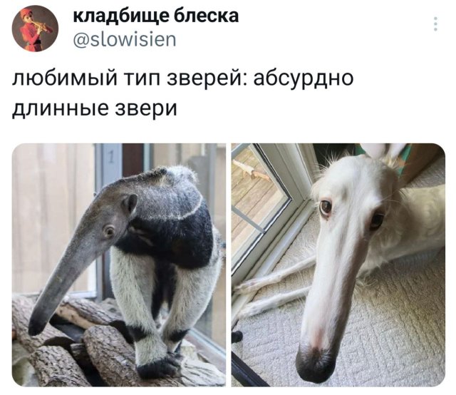 Подборка забавных твитов обо всем