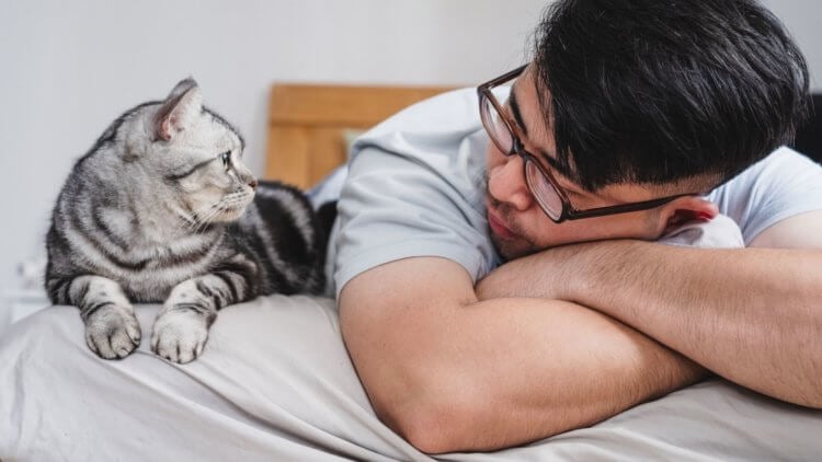 Умнее, чем кажутся: как кошки узнают имена людей и других кошек. Исследование, проведённое в Японии, позволяет нам взглянуть на когнитивные способности кошек ещё глубже. Источник изображения: bbc.co.uk. Фото.