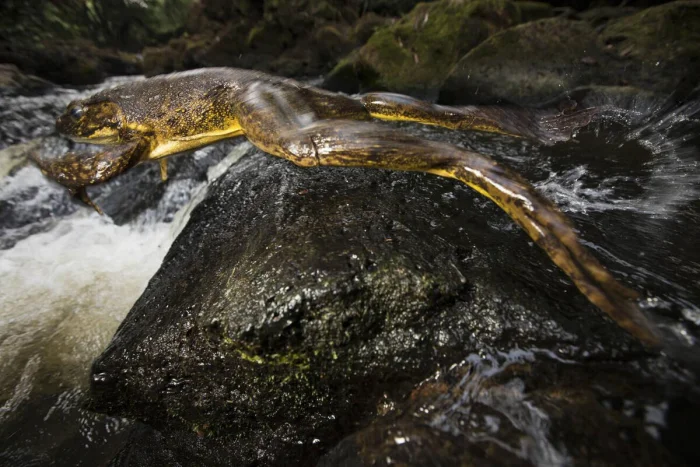 Самая большая лягушка в мире и её невероятные способности