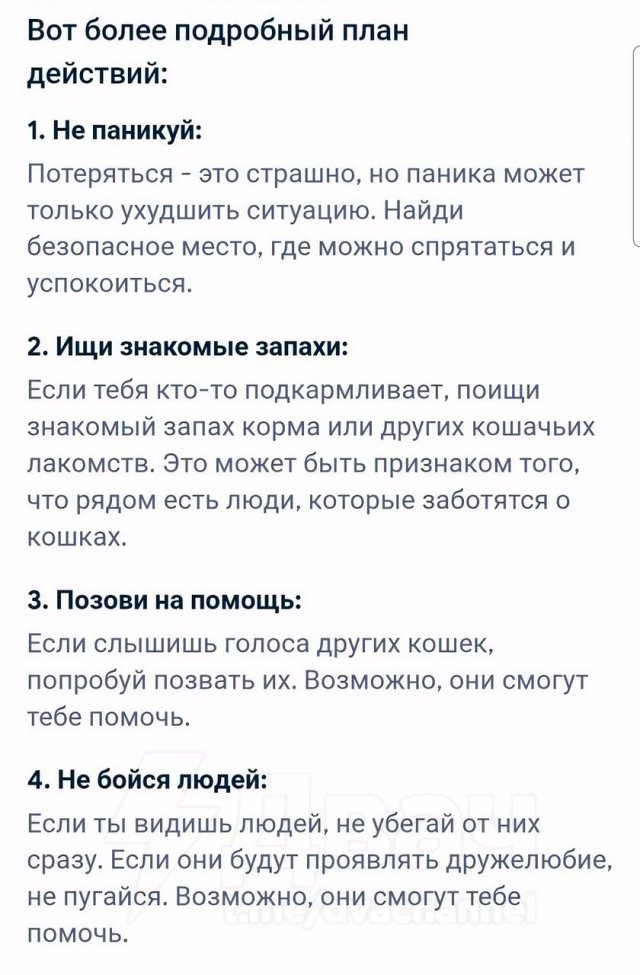 &amp;quot;Что делать, если я котенок и потерялся?&amp;quot;: развернутый ответ нейросети