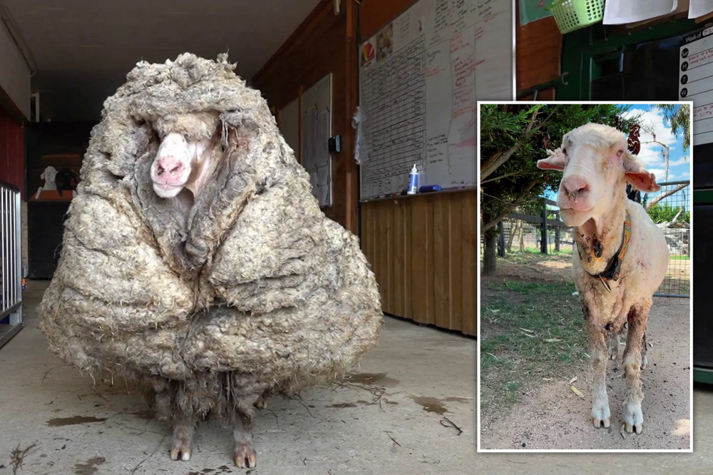 7. Одичавшая овечка