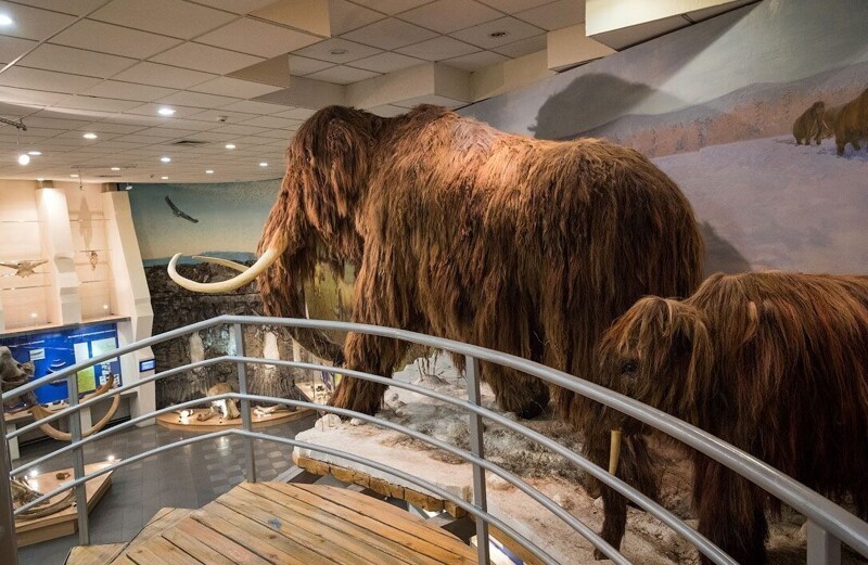 9. Музей мамонтов в Якутске