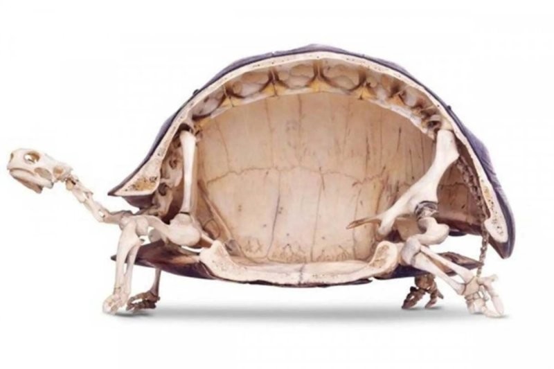 8. Внутреннее строение черепахи