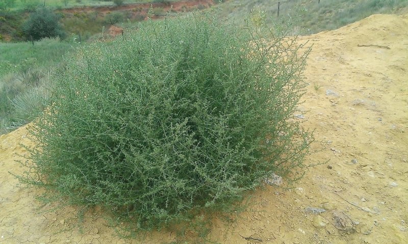 13. Солянка сорная - перекати-поле перед тем, как оторваться от земли и отправиться в бесконечное путешествие