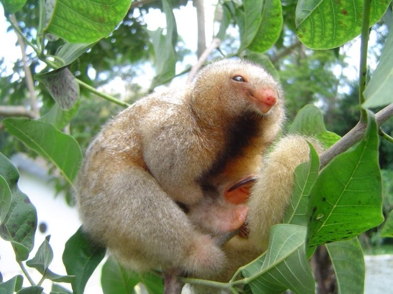 5. Шёлковый или карликовый муравьед