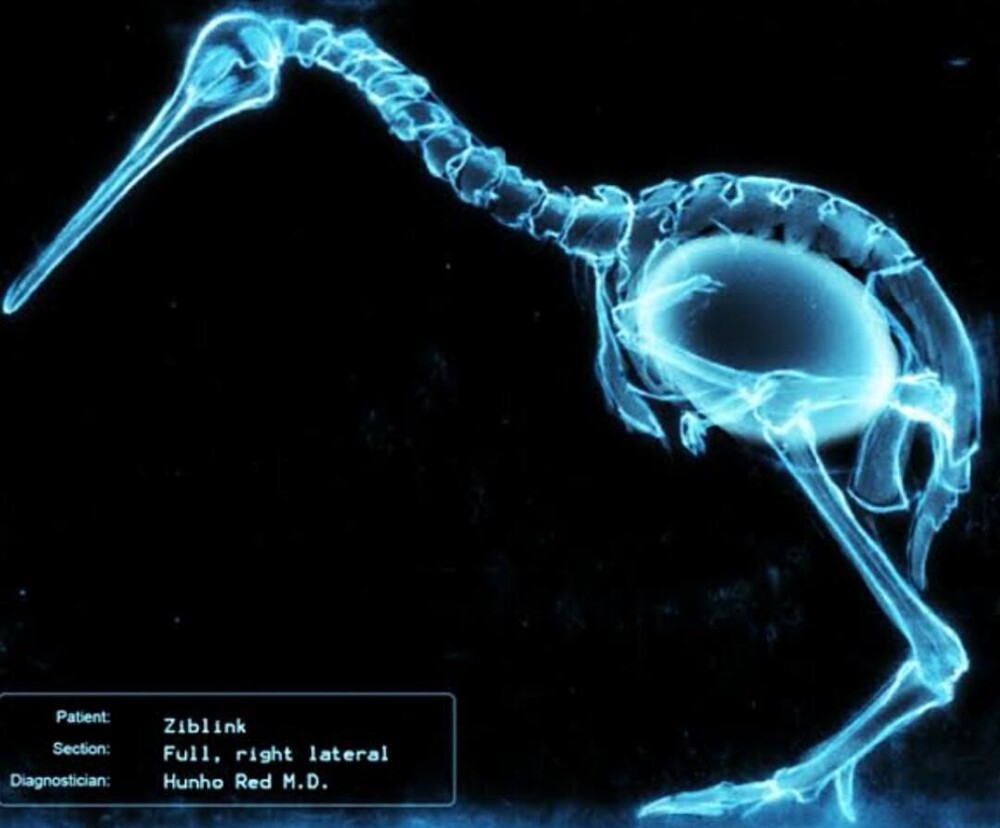 13. Уникальная птица