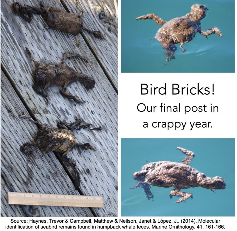 9. &quot;Птичьи кирпичи&quot;