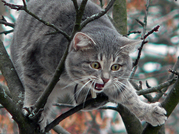 Почему кошки застревают на деревьях, хотя забираются туда с лёгкостью? Ловкие, но не всегда разумные: как кошки оказываются в безвыходной ситуации. Источник изображения: smi2.ru. Фото.
