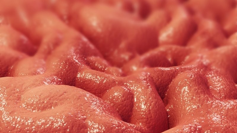 7. Постоянное обновление слизистой