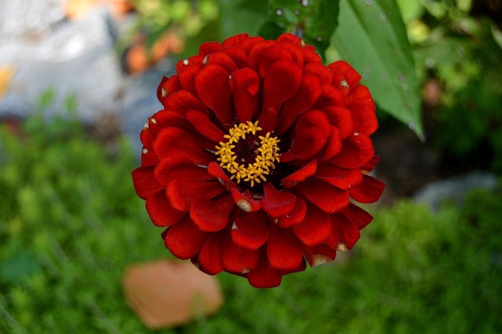 Сказочный мир Калхуна, собранный из камешков Сказочный мир Калхуна, собранный из камешков