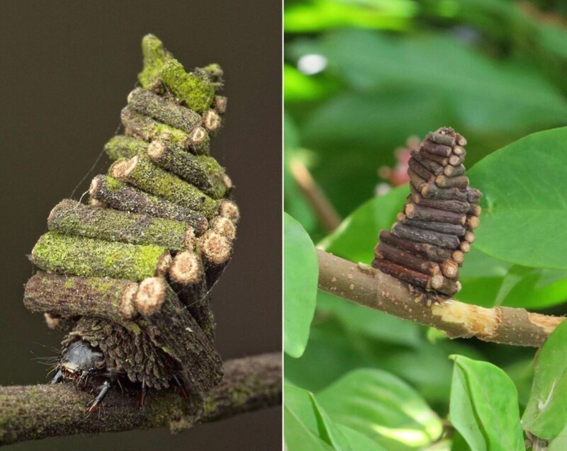 4. Гусеница-мешочница, которая строит на себе кокон в виде чехла и таскает его на спине весь свой жизненный цикл