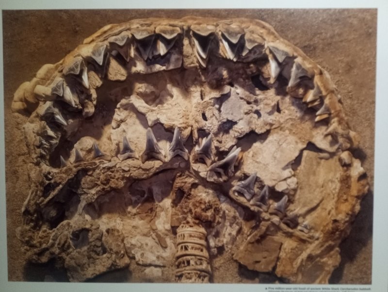 6. Череп большой белой акулы