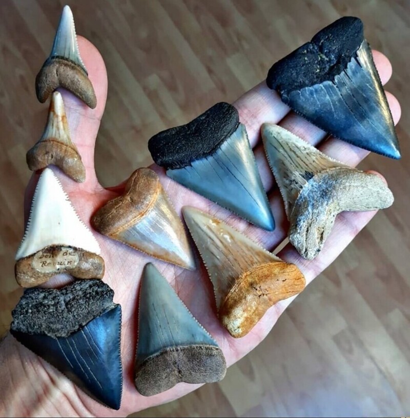 18. Коллекция окаменелых зубов большой белой акулы со всего мира