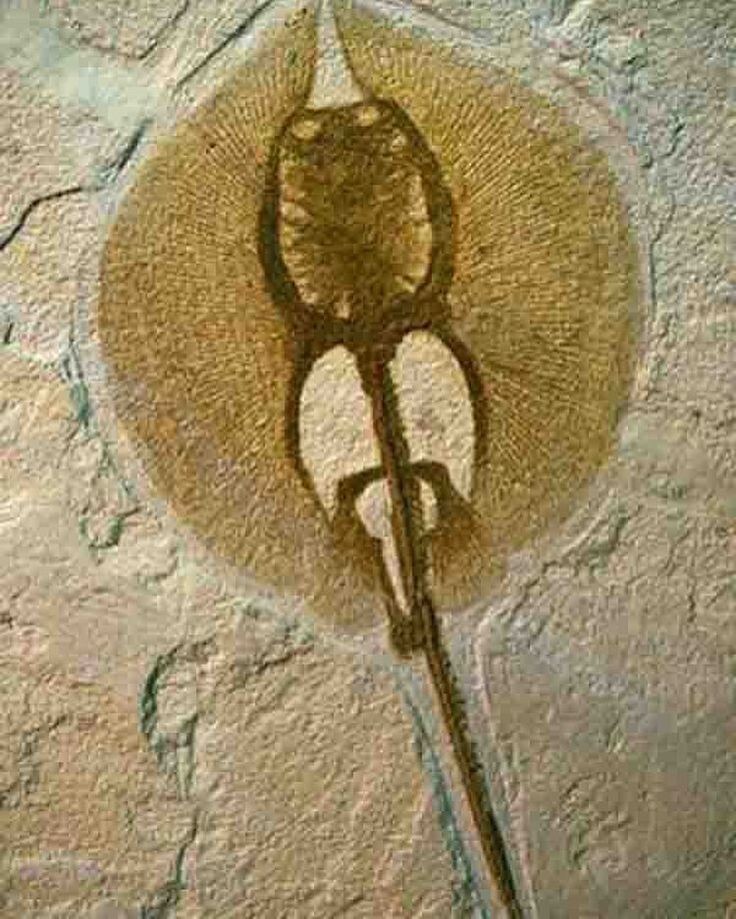 5. Окаменелость ската