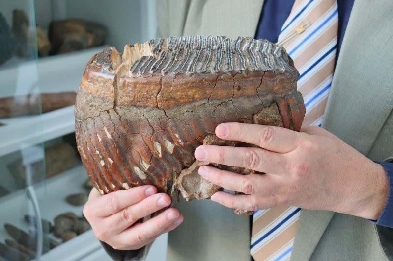 4. Зуб мамонта