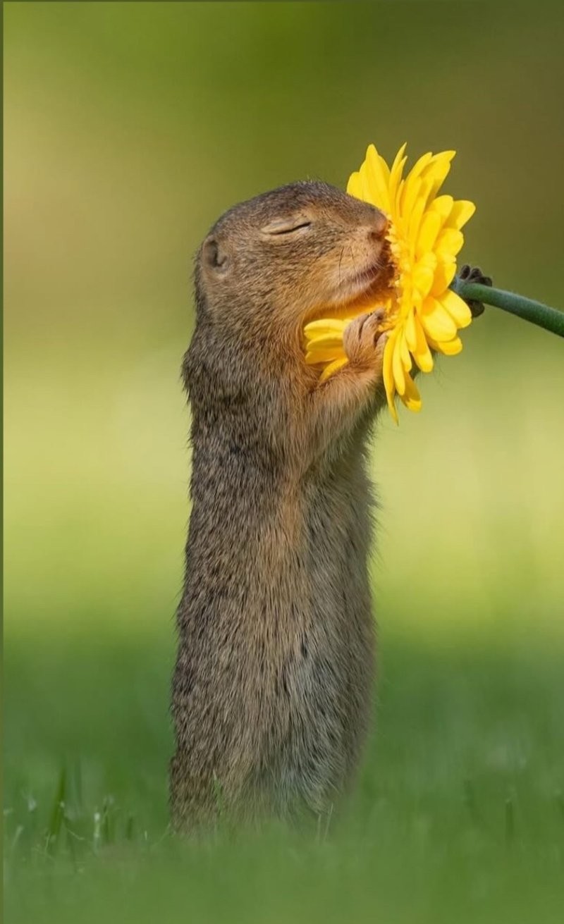 1. Нельзя просто взять и пройти мимо ароматного цветочка 1. Нельзя просто взять и пройти мимо ароматного цветочка