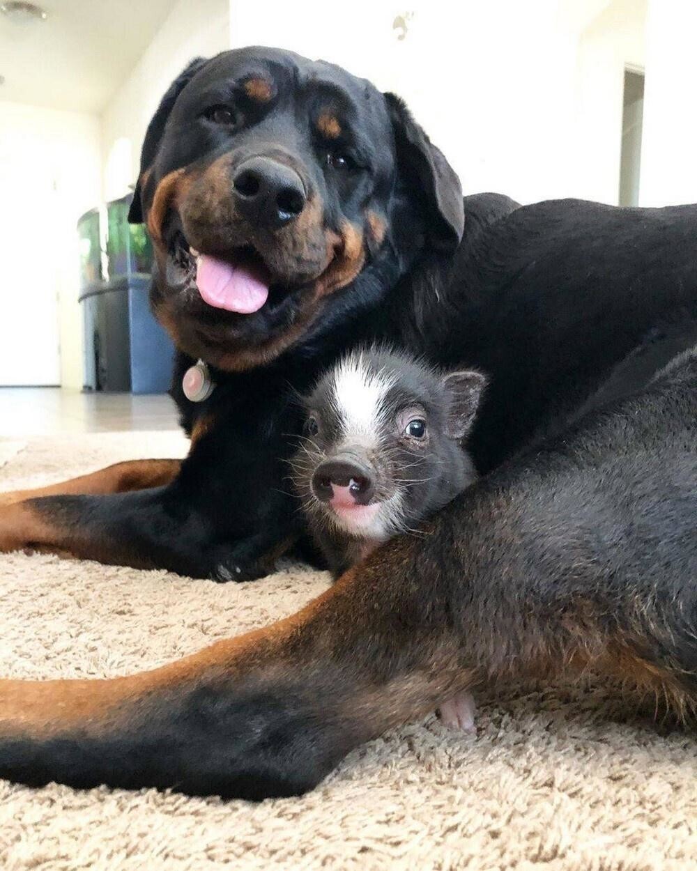 17. Разные виды дружбе не помеха 17. Разные виды дружбе не помеха